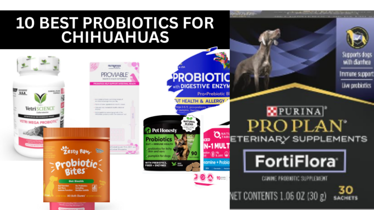 Probiotics for Chihuahuas