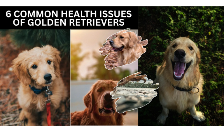 6 Common Health Issues Of Golden Retrievers
