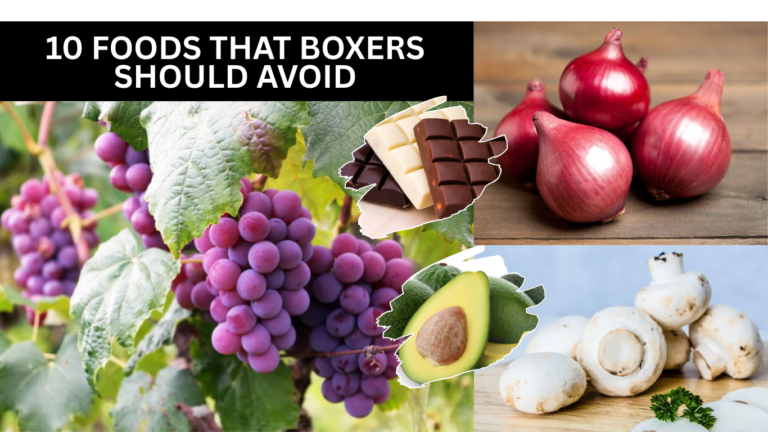 10 Foods That Boxers Should Avoid