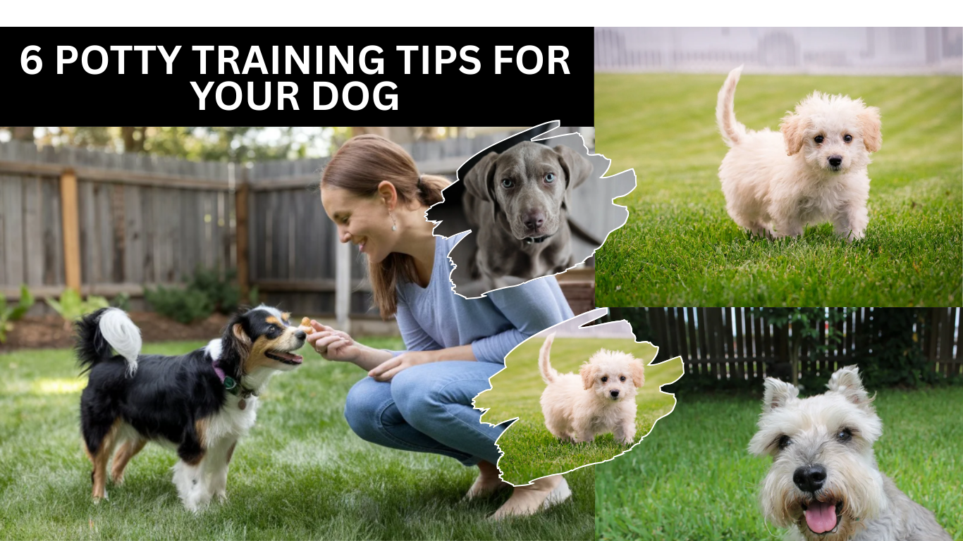 6 Potty Training Tips for Your Dog