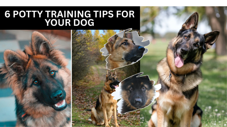 Is Your German Shepherd Mad at You? Here’s How To Tell