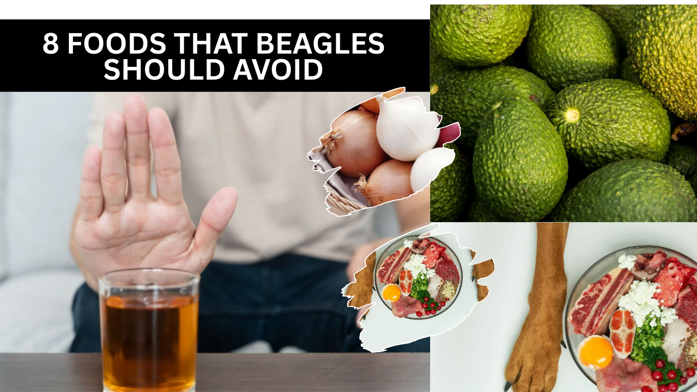 8 Foods That Beagles Should Avoid
