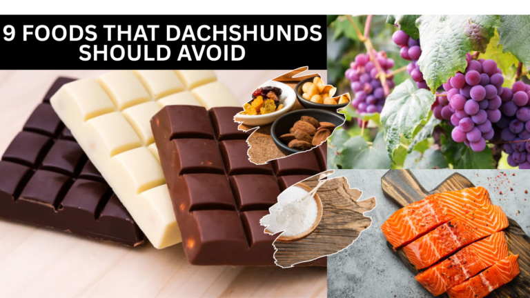 9 Foods That Dachshunds Should Avoid