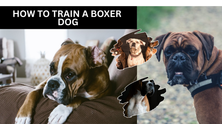 How To Train A Boxer Dog