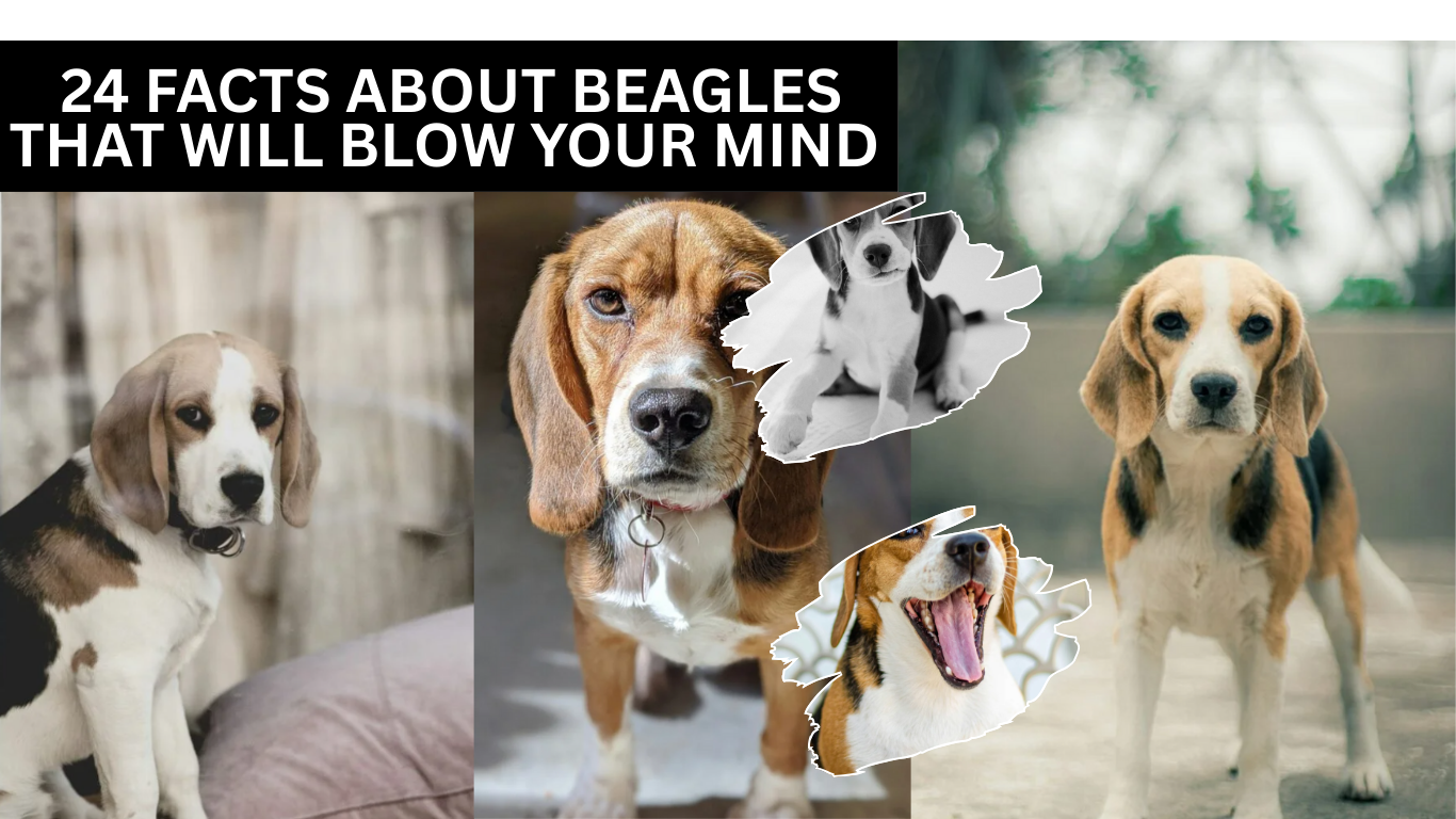 24 Facts About Beagles That Will Blow Your Mind (Or At Least Make You Smile)