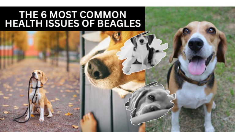 The 6 Most Common Health Issues of Beagles: What Every Owner Needs to Know
