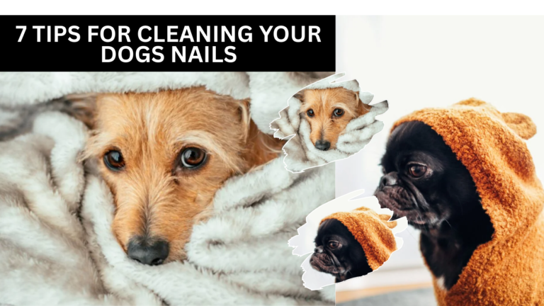 7 Tips for Cleaning Your Dogs Nails