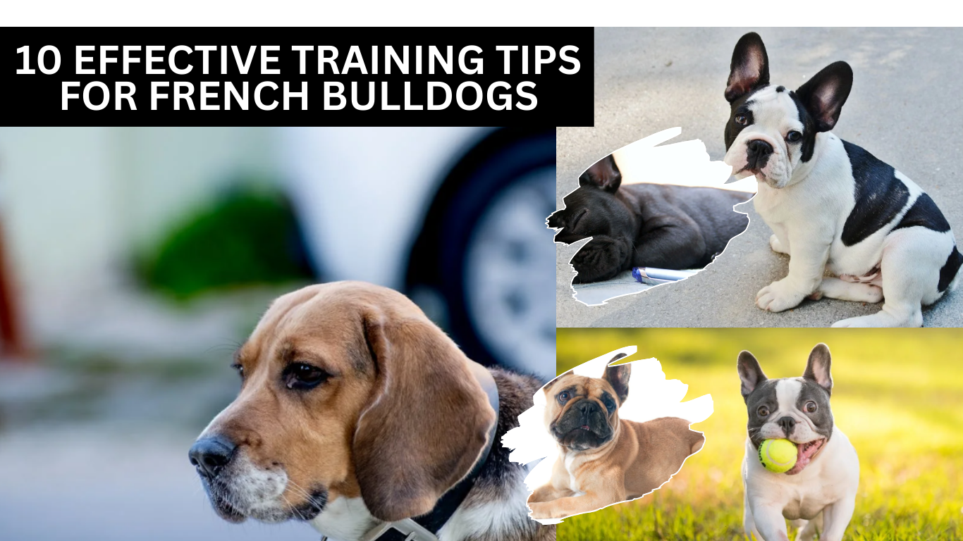 10 Effective Training Tips for French Bulldogs