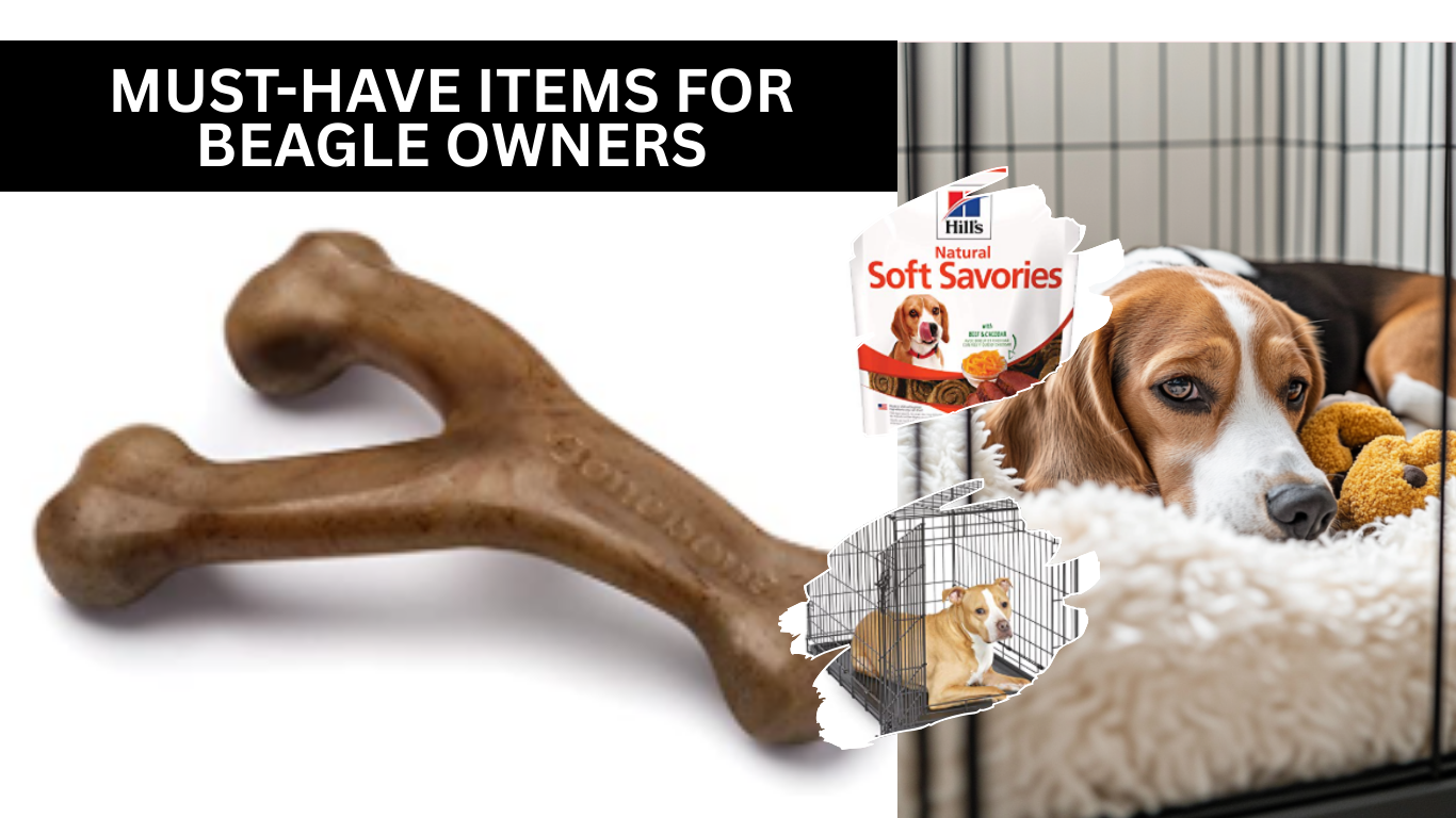 10 Must-Have Items For Beagle Owners