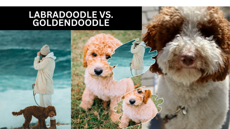 Labradoodle vs. Goldendoodle