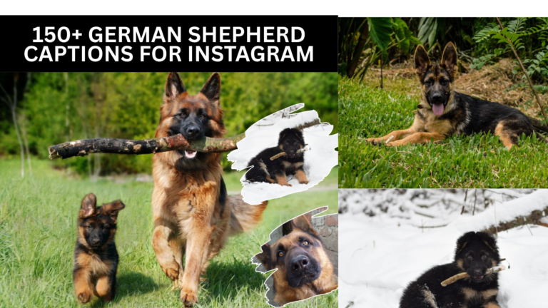 150+ German Shepherd Captions for Instagram