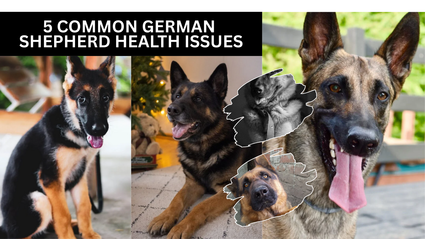 5 Common German Shepherd Health Issues and Prevention Tips