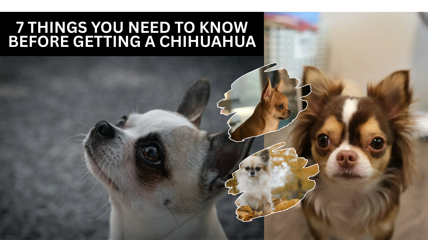 7 Things You Need to Know Before Getting a Chihuahua