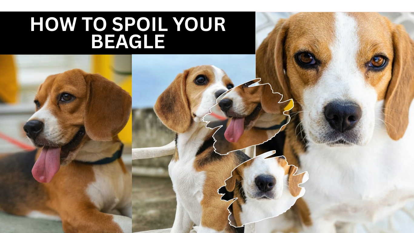 How To Spoil Your Beagle