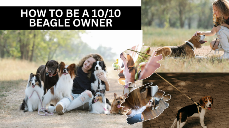 How to Be a 10/10 Beagle Owner