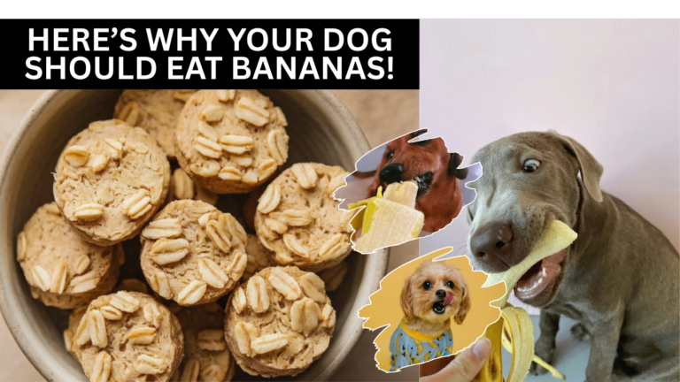 Here’s Why Your Dog Should Eat Bananas!