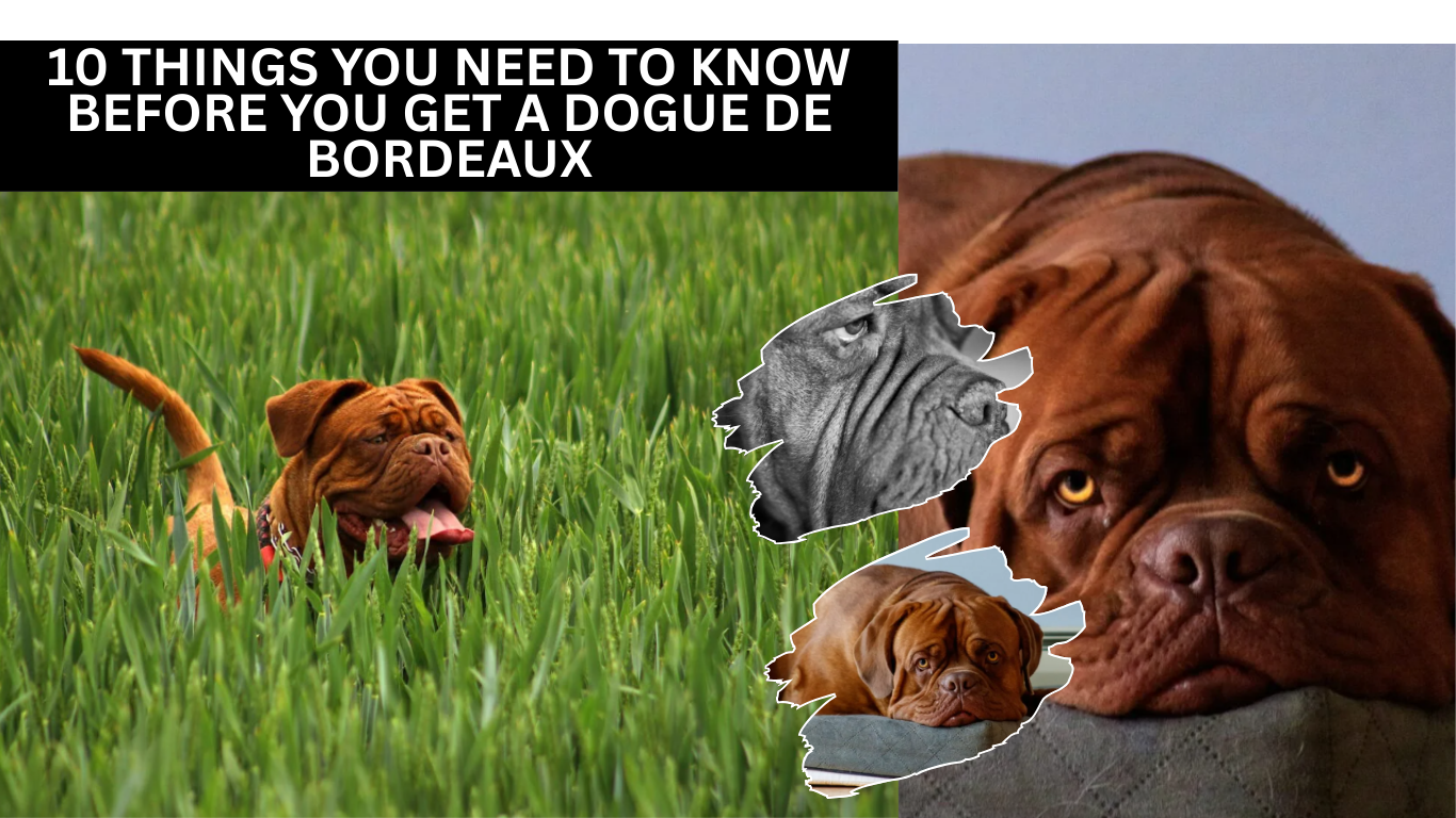 10 Things You Need to Know Before You Get a Dogue de Bordeaux