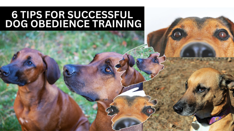 6 Tips for Successful Dog Obedience Training