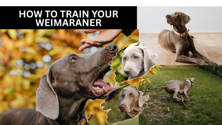 How to Train Your Weimaraner: 5 Essential Tips for Success