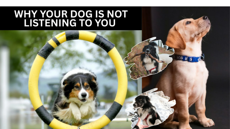Why Your Dog is not Listening to You (And How to Fix It)