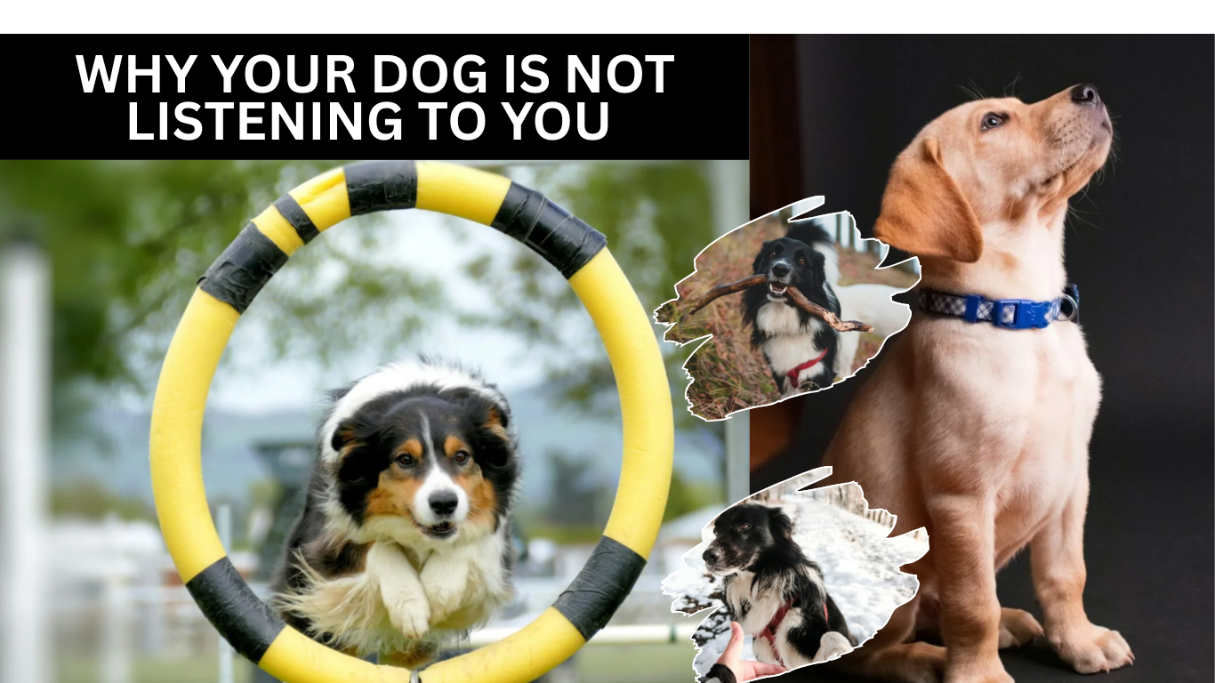 Why Your Dog is not Listening to You (And How to Fix It)