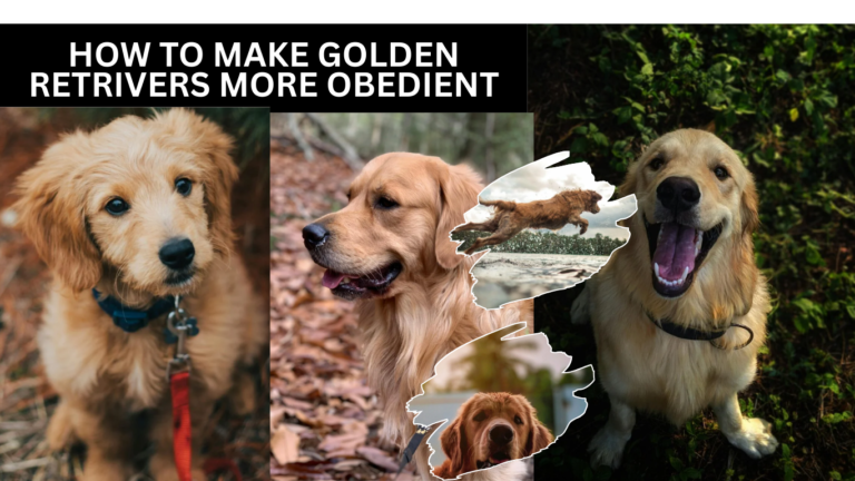 How To Make Golden Retrivers More Obedient