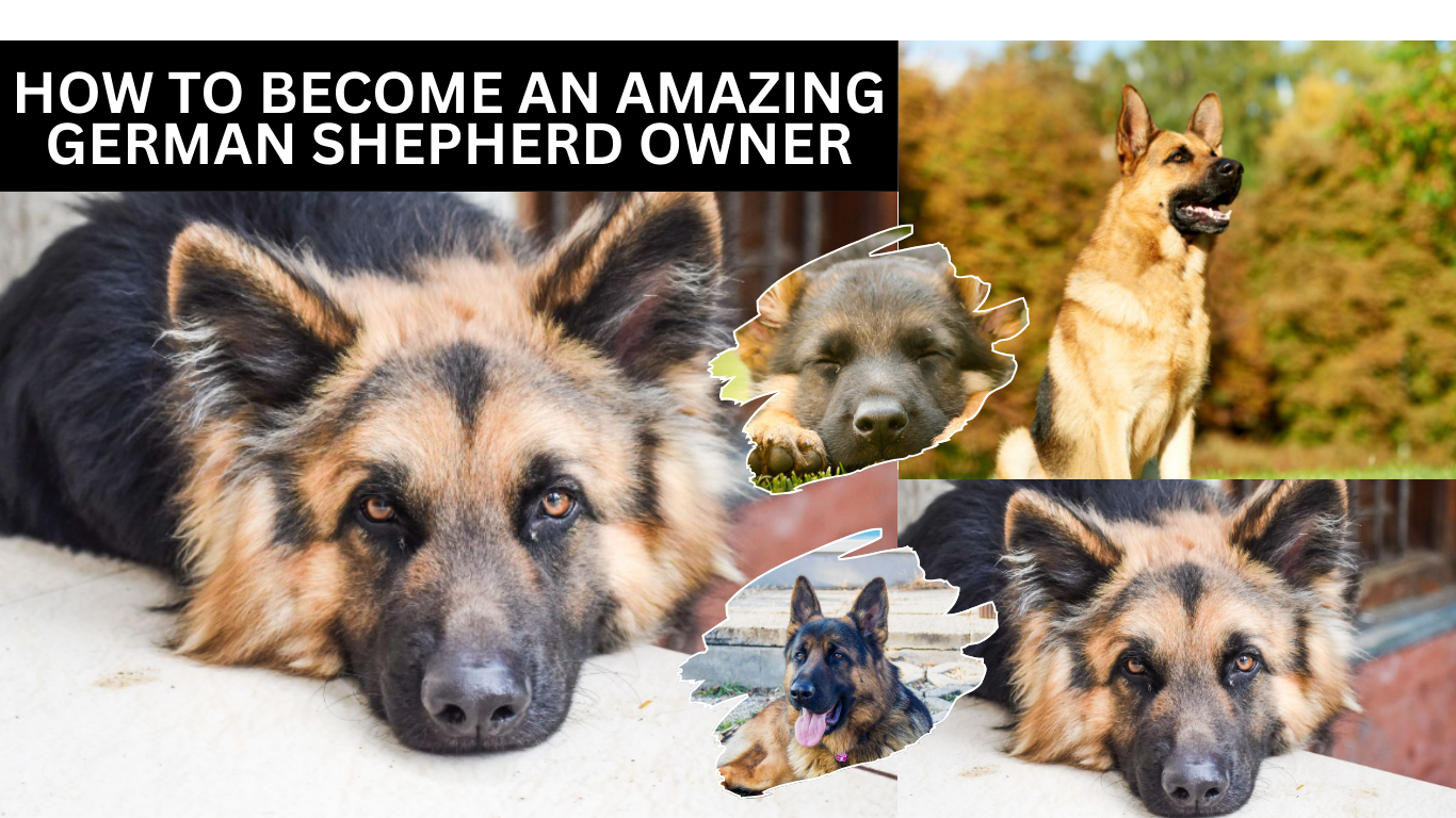 How To Become An Amazing German Shepherd Owner