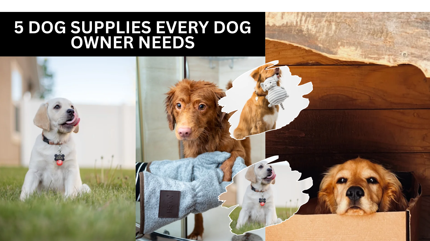 5 Dog Supplies Every Dog Owner Needs