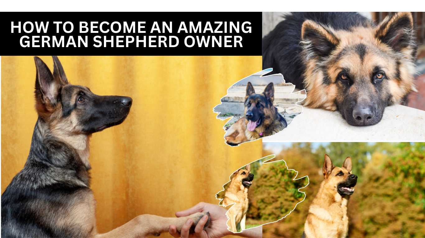 How To Become An Amazing German Shepherd Owner