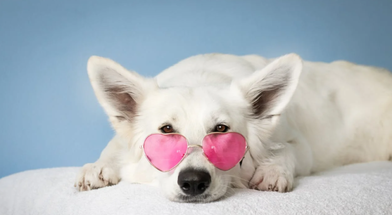 150+ Cute Dog Captions For Instagram