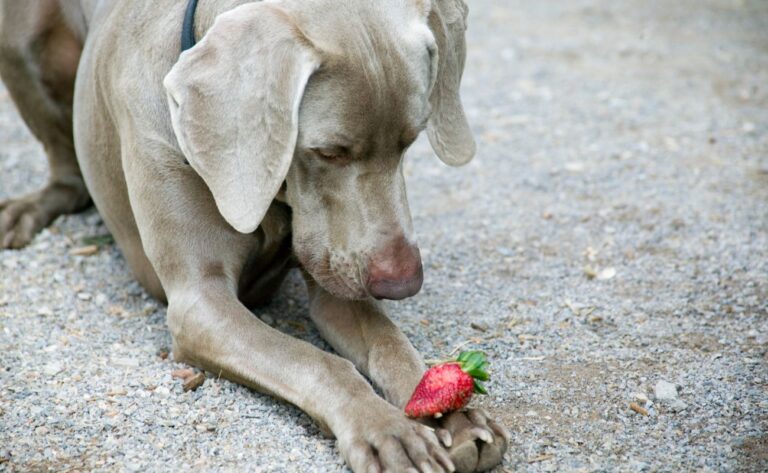 Can Dogs Eat Strawberries?