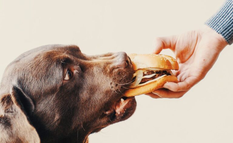 Can Dogs Eat Cheese?