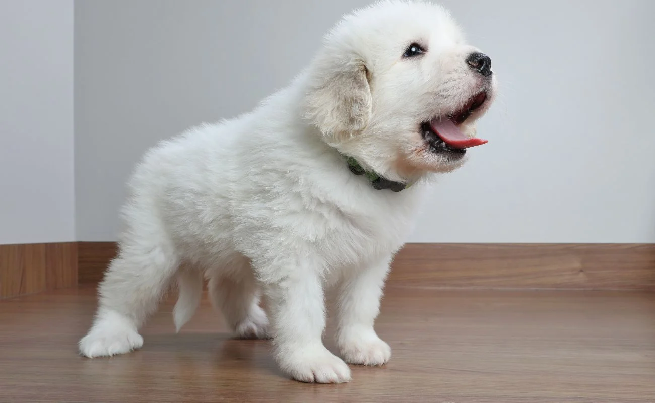 How To Stop Your Puppy From Barking: Ultimate Guide