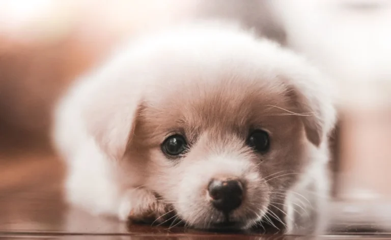 How To Stop Your Puppy From Biting: A Comprehensive Guide