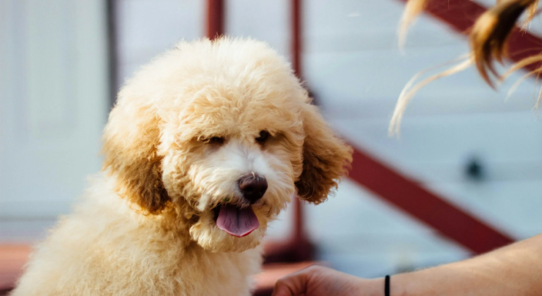 20 Facts About Poodles That Prove They’re the Smartest