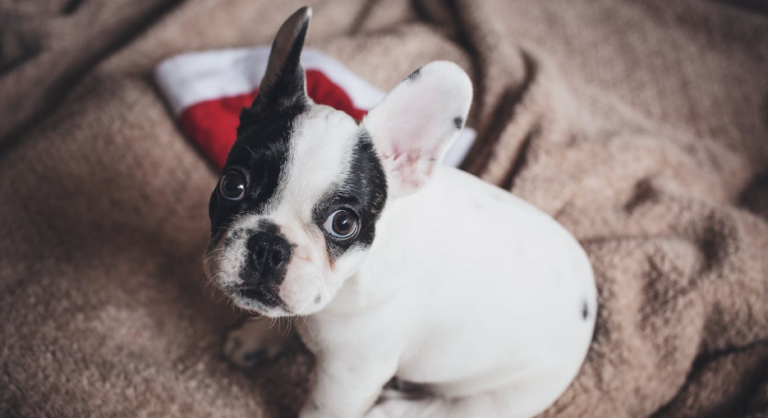 Why Your Frenchie Might Be Mad at You: 7 Common Mistakes