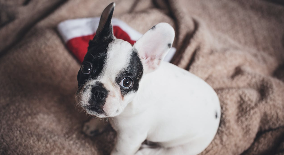 Why Your Frenchie Might Be Mad at You: 7 Common Mistakes