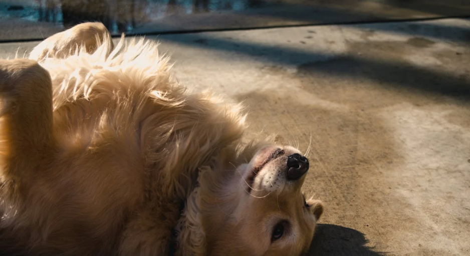 How to Train a Stubborn Golden Retriever: Pro Tips