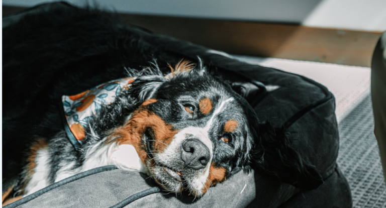 How to Clean Dog Pee Smell Out of a Couch