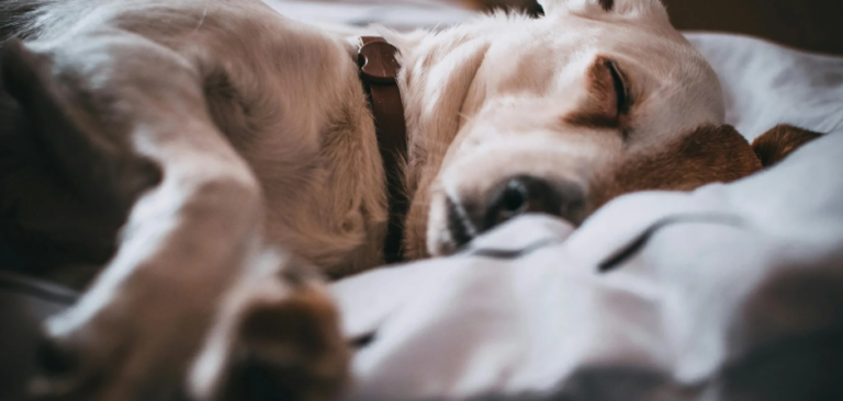 How to Choose a Dog Bed: A Guide for First-Time Owners