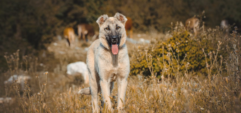 How To Raise The IQ Of Your Dog