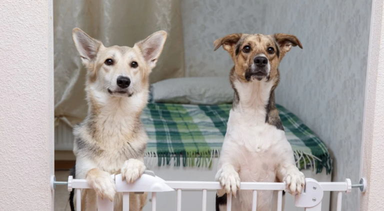 Best Dog Gates for Stairs For Dogs