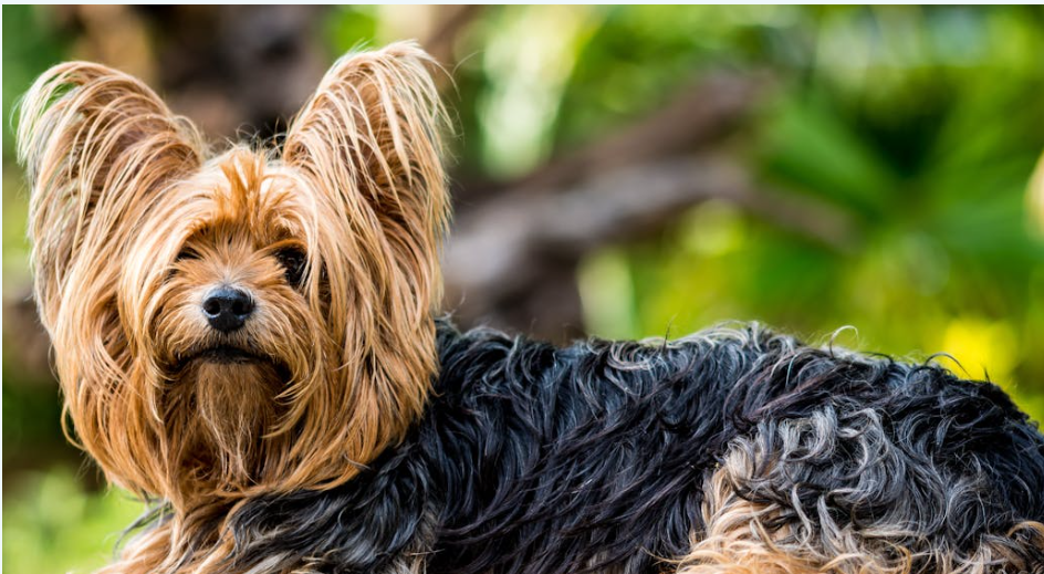 How To Train A Yorkshire Terrier