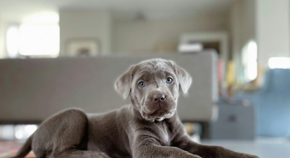 5 Mistakes Labrador Retriever Puppy Owners Make