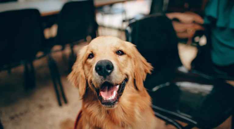 How To Be A 10/10 Labrador Retriever Owner