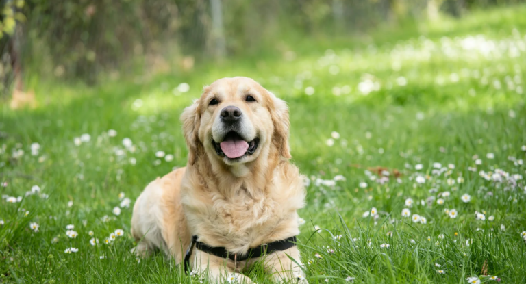 Labrador Puppy Training Tips
