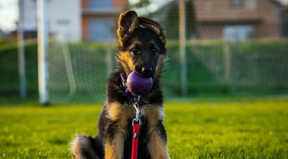 23 Interesting Facts About German Shepherds That’ll Make You Love Them Even More