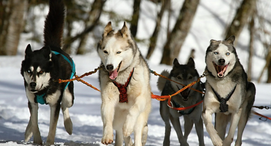 6 Grooming Tips for Husky Owners: Keep Your Floof Looking Fresh
