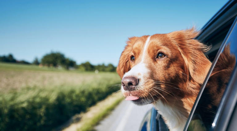 How to Travel with a Dog in the Car