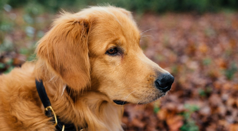 8 Things You Should Not Do With Golden Retrievers